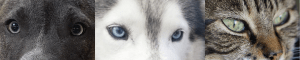 bannière des la gamme anibulle présentant des yeux de chiens et chats